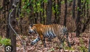 कान्हा से भोरमदेव पहुंची बाघिन, दो शावकों संग अब यहीं बनेगा बाघों का स्थायी ठिकाना